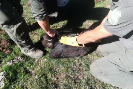 Imagen Hallan un pollo de buitre negro en Aldealengua de Pedraza