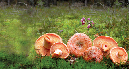 Imagen Las temperaturas suaves propician el incremento de la variedad de especies en los bosques de Castilla y León